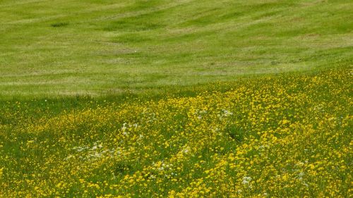 meadow blossom bloom