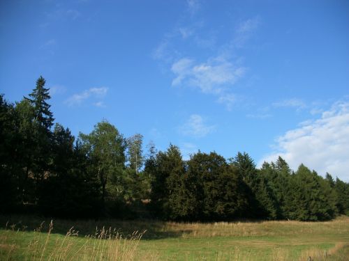 meadow forest field