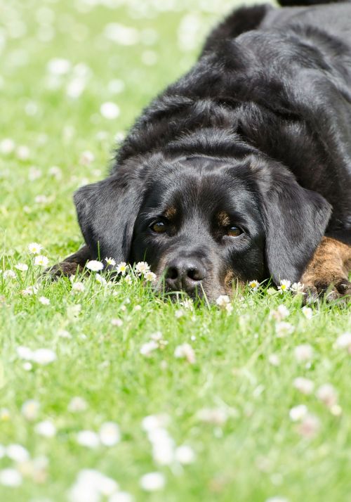 meadow dog dog on meadow