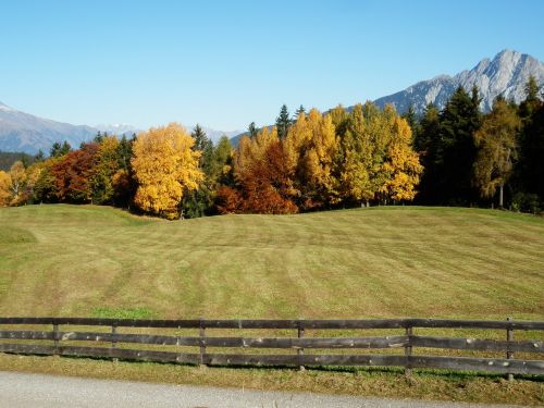 meadow fence trees