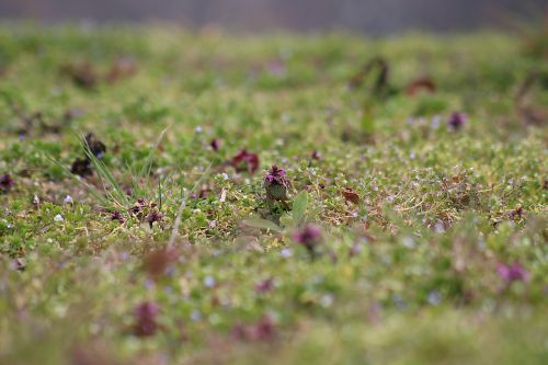 meadow nature green