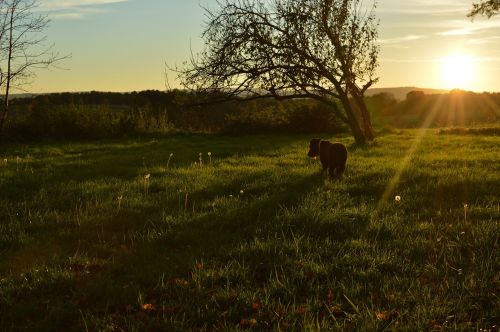meadow dog evening
