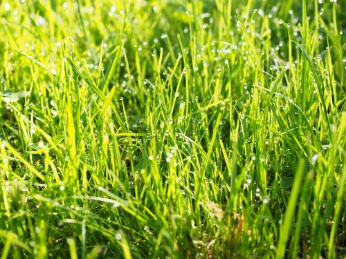 meadow grass rush