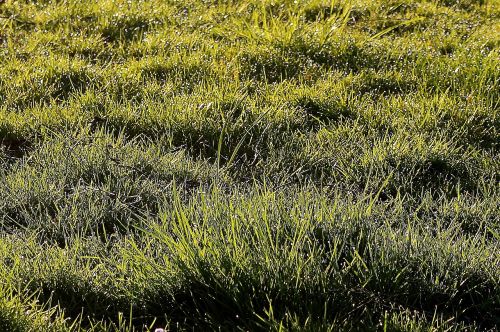 meadow grass morgentau