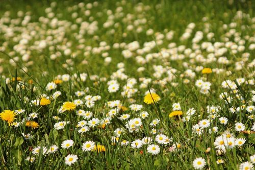 meadow flower meadow daisy