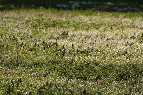 meadow dew drop of water