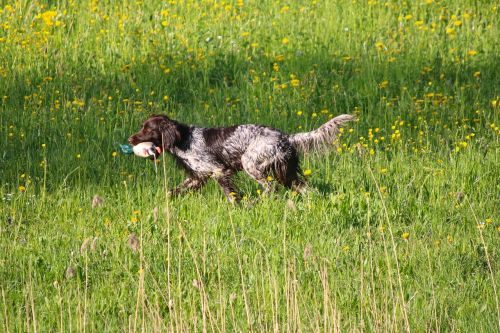 meadow dog retrieve