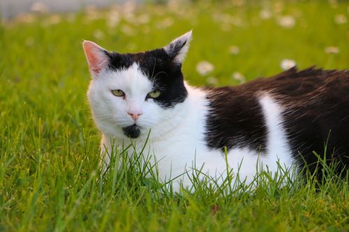 meadow cat concerns