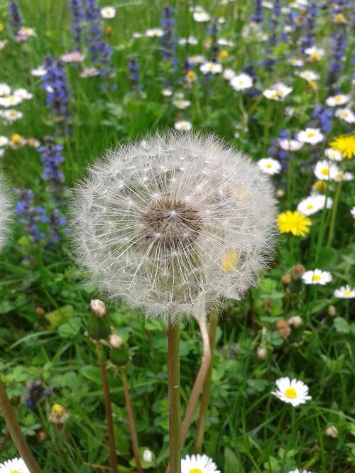 meadow flowers blossom