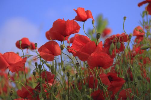 meadow poppy grass