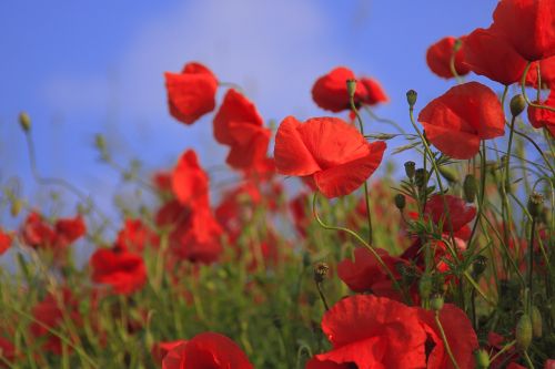 meadow poppy grass