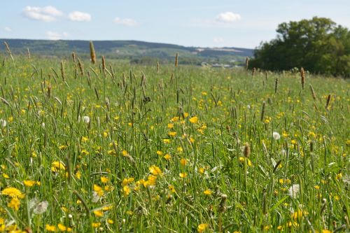 meadow pasture sunshine