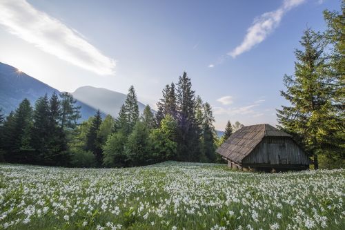 meadow hut stable