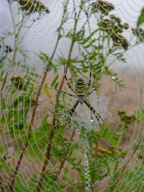 meadow cobweb spider