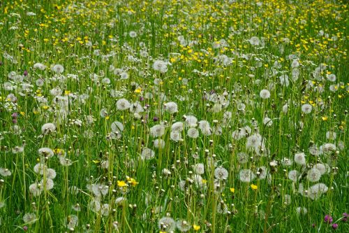 meadow flowers field