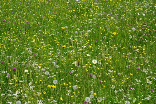 meadow flowers field