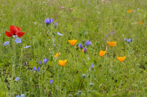 meadow wild flowers bloom