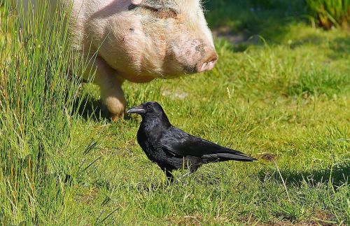 meadow pig food