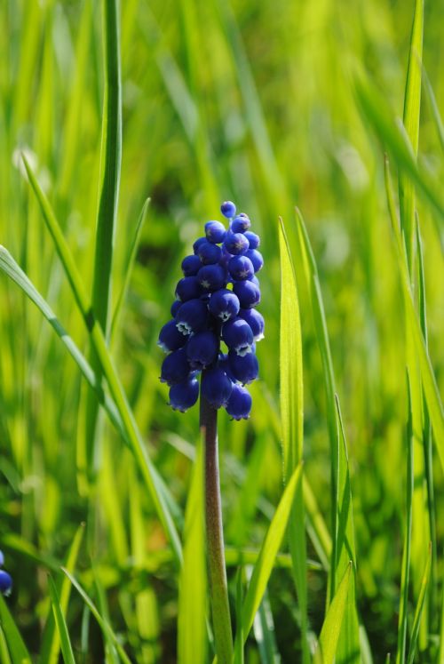 meadow flower blue