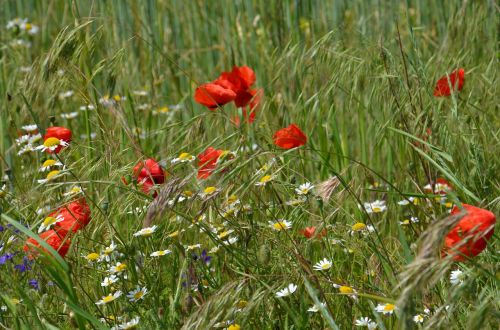 meadow green poppy