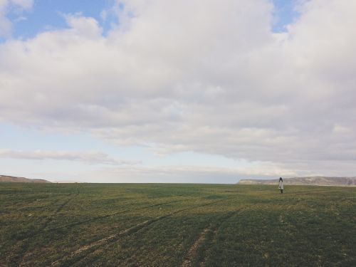 meadow field grass