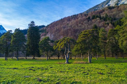 meadow trees field