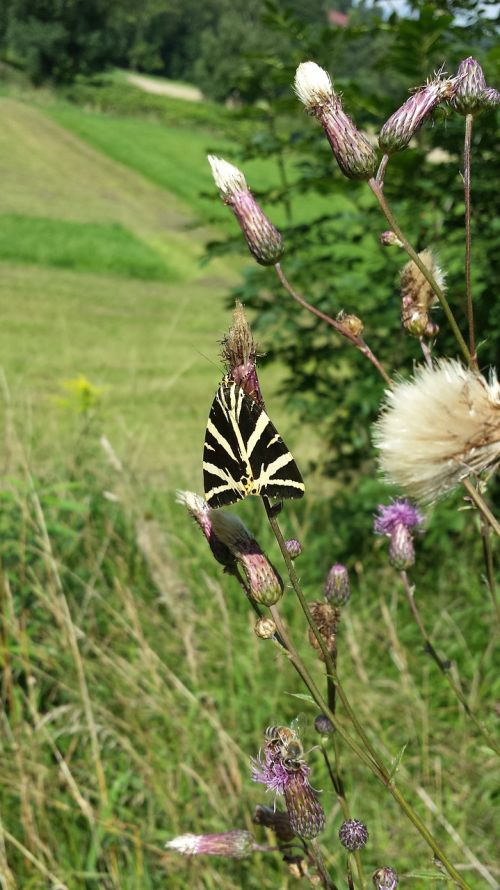 meadow butterfly close