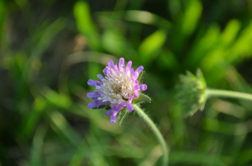 meadow flower pointed flower