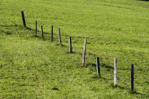 meadow fence nature