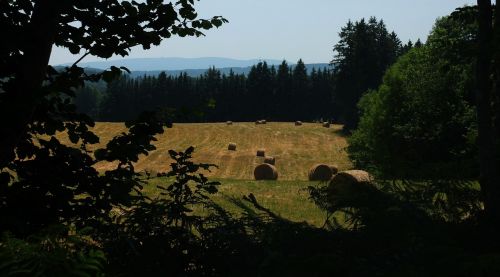 meadow grass hay bales
