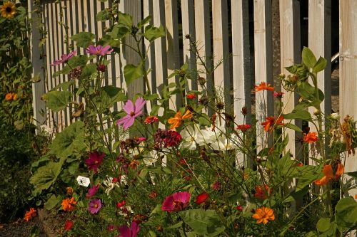 meadow flowers close