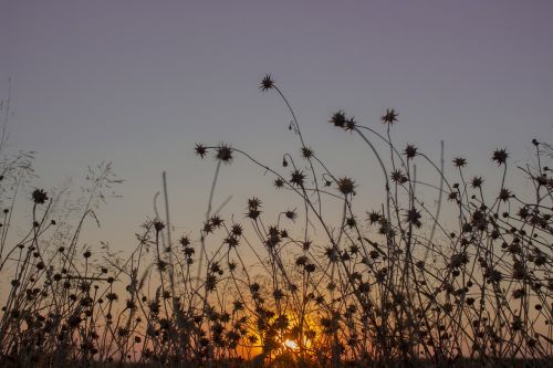 meadow sunset grass