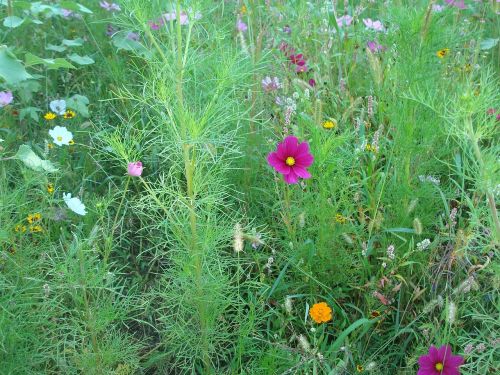 meadow flower meadow flowers