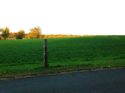 meadow green nature