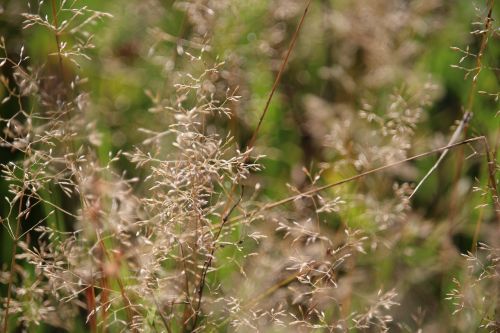 meadow grass autumn