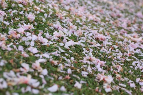 meadow petals pink