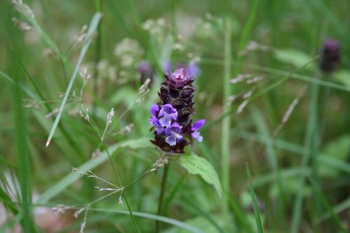 meadow flower purple