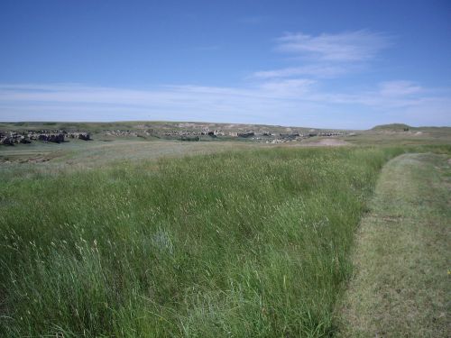 meadow grass pasture