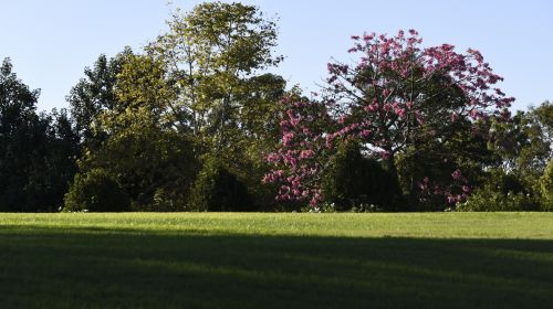 Meadow And Trees