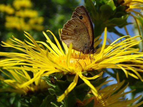 meadow brown butterfly edelfalter
