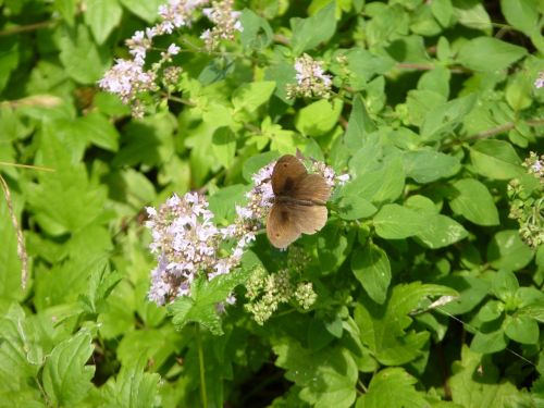 meadow brown butterfly insect