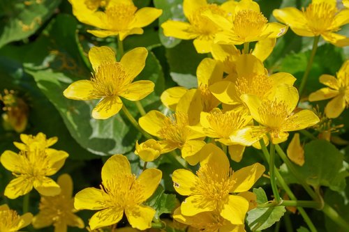 meadow buttercup  flower  petals