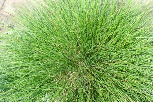 meadow fescue festuca grass