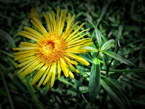 meadow fleabane flower nature