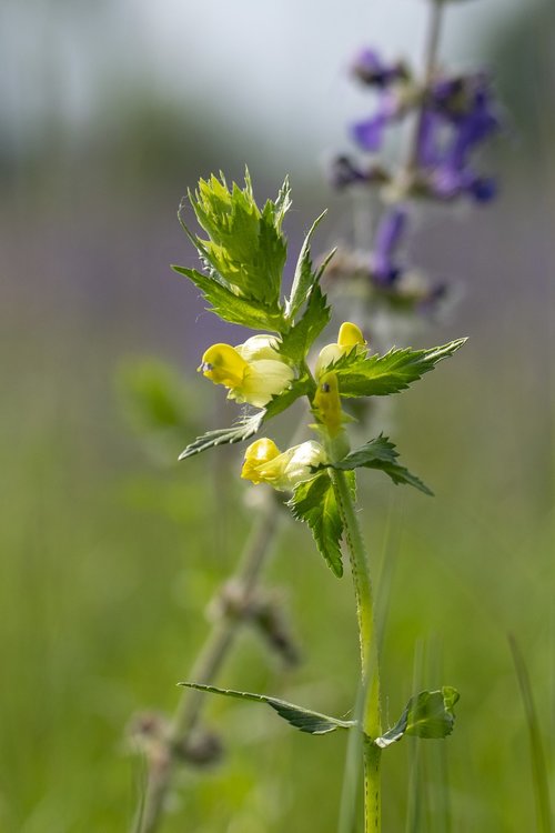 meadow flower  nature  flower