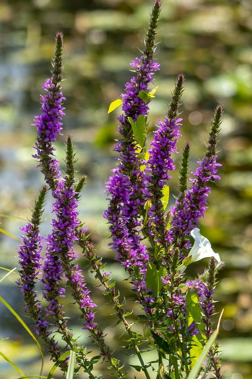 meadow flower  flower  flowers