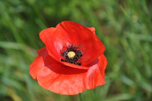 meadow flower red poppy wild