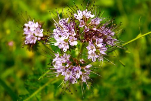 meadow flower flowers clusters