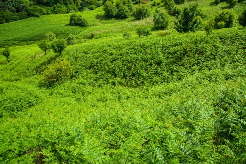 Meadow Full Of Ferns