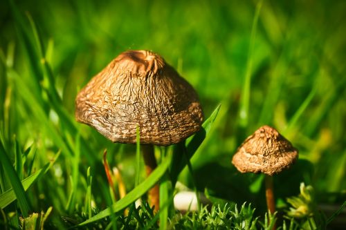meadow mushroom mushroom mushroom genus
